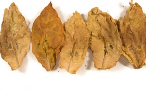Tobacco Leaf… It’s What We Specialize In!