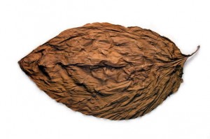 tobacco-leaf