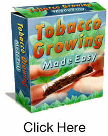 growing tobacco made easy