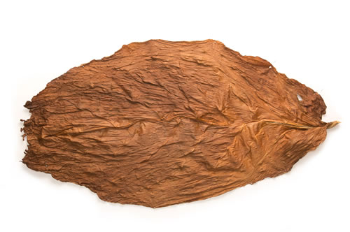 1LS Connecticut Broadleaf 1LS Connecticut Broadleaf