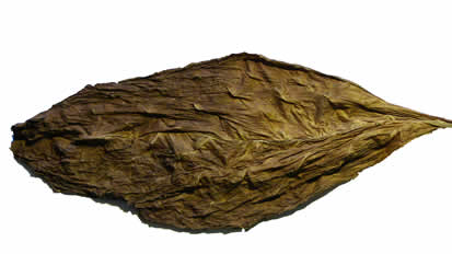 aged dark air cured fronto leaf