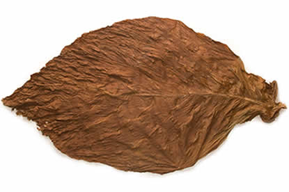 Connecticut Fronto Leaf