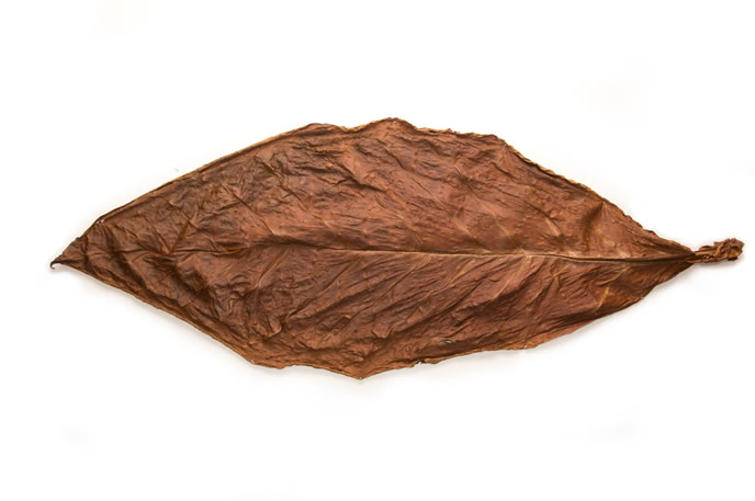 Light-Fire-Cured-Fronto-Leaf