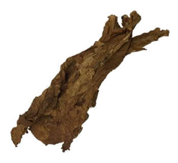 burley leaf tobacco