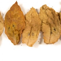 Tobacco Leaf… It’s What We Specialize In!