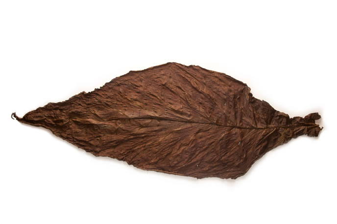 dark fire cured fronto leaf