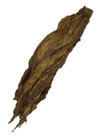 broadleaf tobacco