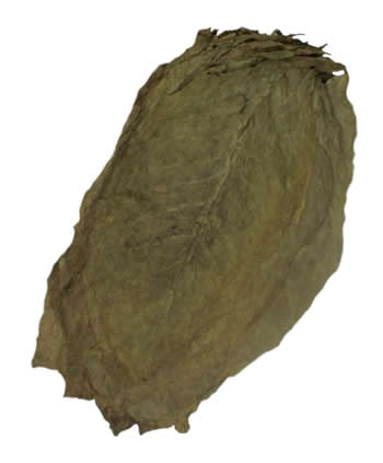 sumatra tobacco