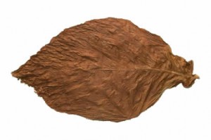 tobacco-leaf
