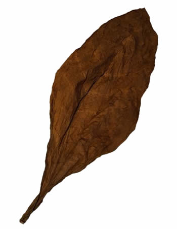 dominican-fronto-leaves