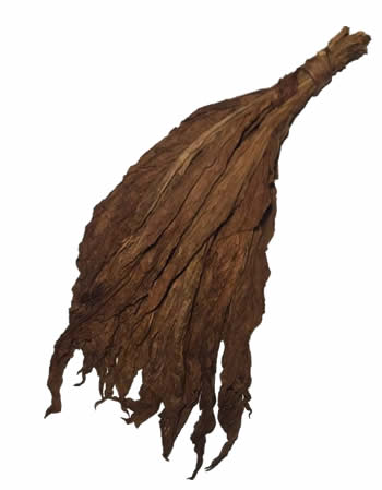 aged-fronto-leaf