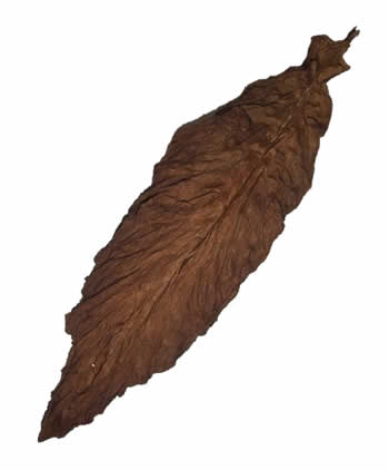 aged-fronto-leaves