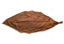 Light Fire Cured Fronto Leaf [VA]