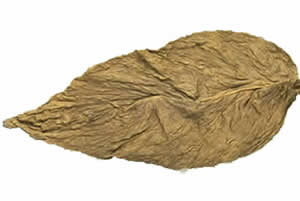 Hydrostone for Tobacco Leaf