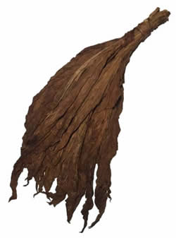 Aged QB52 Fronto Leaf [DARK]