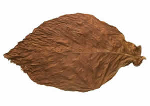 Connecticut Fronto Leaf