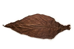 Dark Fire Cured Fronto Leaf