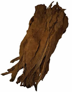 Dominican Fronto Leaf