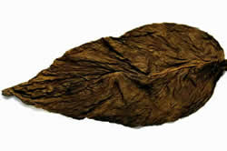 1DW Connecticut Maduro Broadleaf