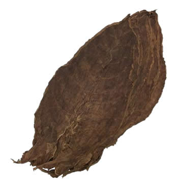 Nicaraguan-Seco-Esteli-cigar-filler-leaf