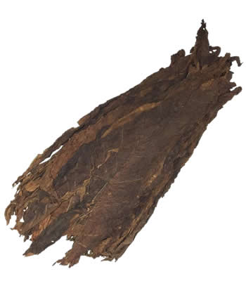 Paraguayan-Ligero-cigar-filler-leaf-tobacco