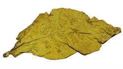 Canadian Virginia Flue Cured Tobacco