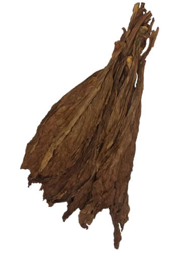 ct-havana-fronto-leaf