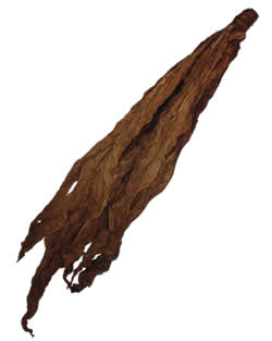 Dark Air Cured Fronto Leaf [O]