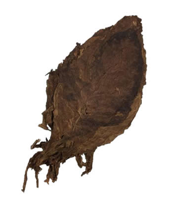 nicaraguan-ligero-ometepe-leaf