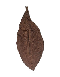 Ecuadorian-Corojo-Wrapper-Leaf