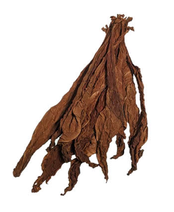 light-fire-cured-fronto-leaf-P