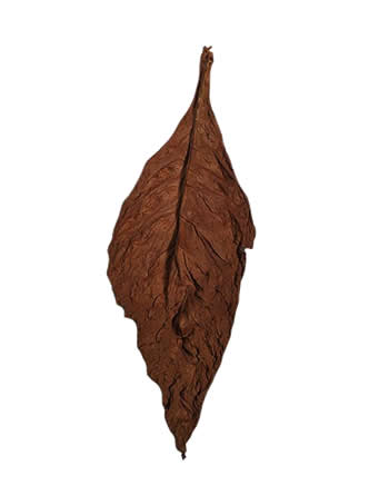 light-fire-cured-fronto-leaves-P