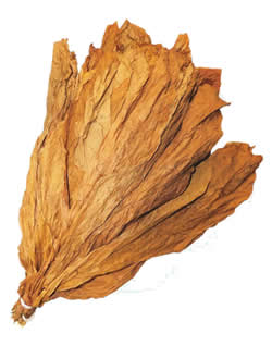 Nicaraguan CT Shade Leaf Wrapper