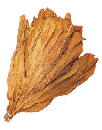 Nicaraguan-CT-Shade-Leaf-Wrapper