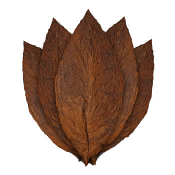 Medium Connecticut Broadleaf Ungraded Connecticut broadleaf tobacco leaves fanned out, brown